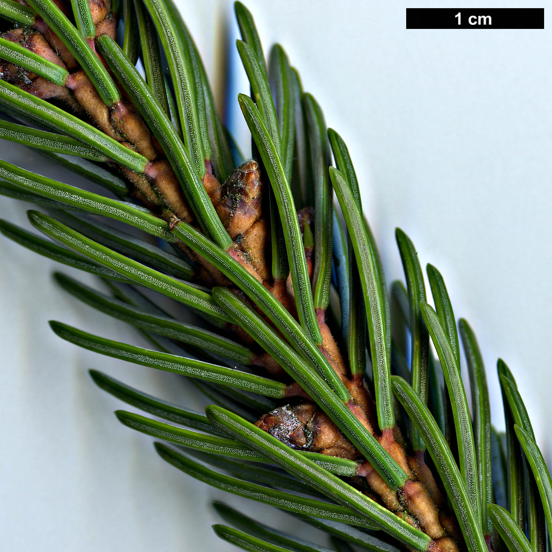 High resolution image: Family: Pinaceae - Genus: Picea - Taxon: alcoquiana - SpeciesSub: var. reflexa